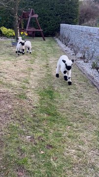 Baby Valais Blacknose Sheep Bouncing into Springtime