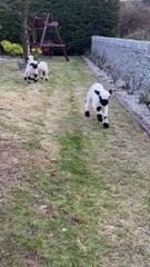 Baby Valais Blacknose Sheep Bouncing into Springtime