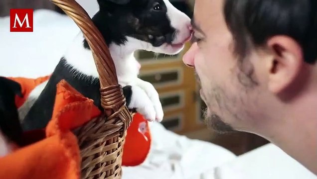 ¿Es malo besar a mi mascota? Esto es lo que debes saber antes de hacerlo