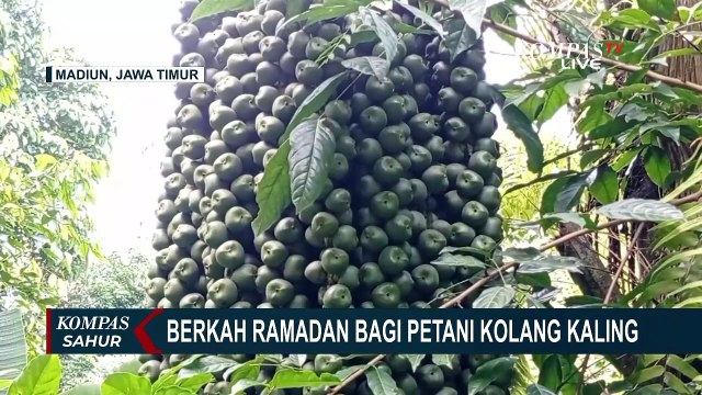 Harga Kolang-Kaling Naik Saat Ramadan Jadi Berkah Para Petani Kolang-Kaling di Madiun, Jawa Timur