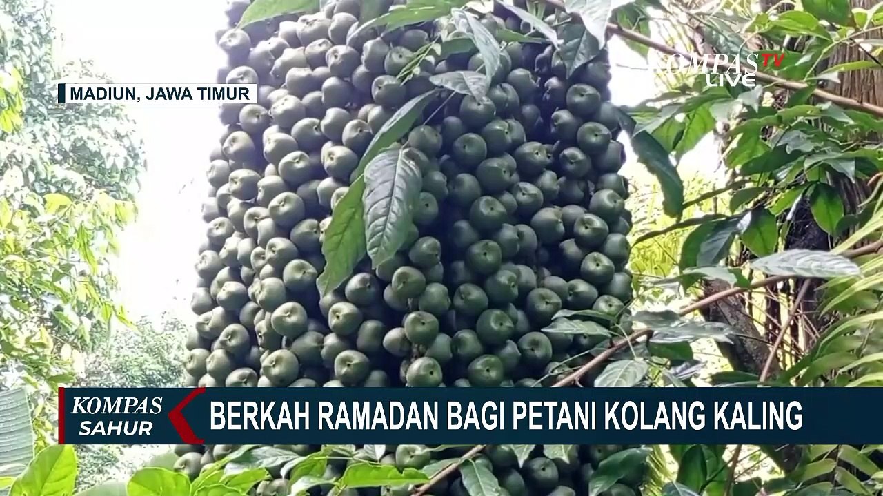 Harga Kolang-Kaling Naik Saat Ramadan Jadi Berkah Para Petani Kolang-Kaling di Madiun, Jawa Timur