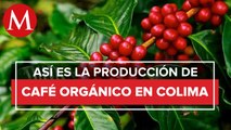Lucha por mantener la tradición cafetalera en Colima