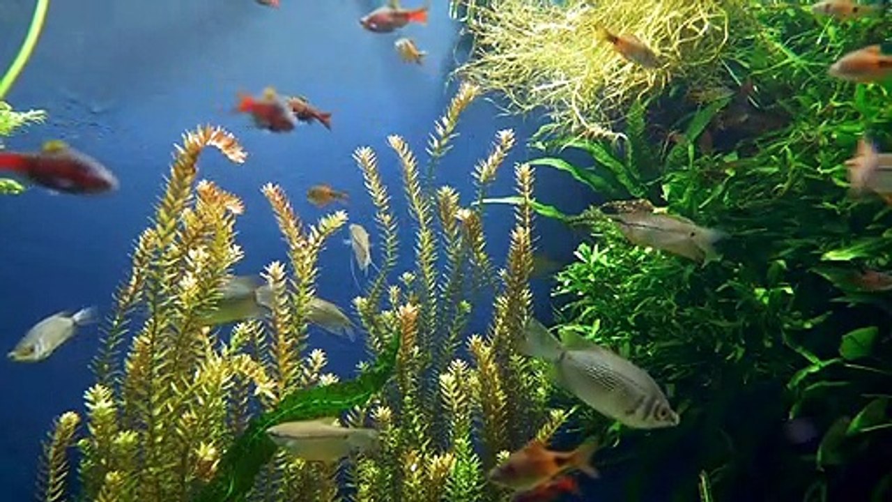 Amazing Fish in The Water of Sea