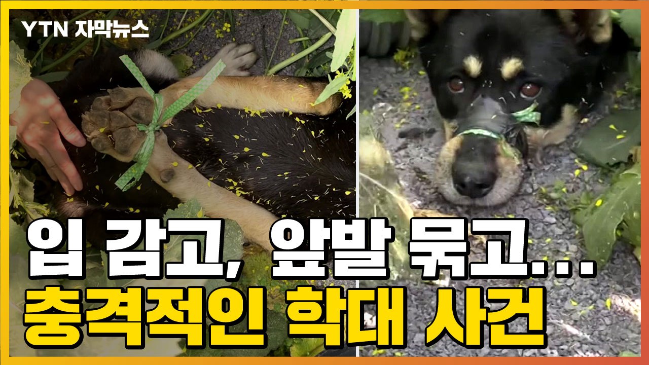 [자막뉴스] 테이프로 입 감고·발 묶고...충격적인 개 학대 사건 / YTN
