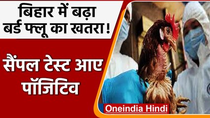 Bihar Bird Flu Case: Supaul में बर्ड फ्लू की दस्तक से हड़कंप, मर रहे मुर्गी-बत्तख, कौवे | वनइंडिया