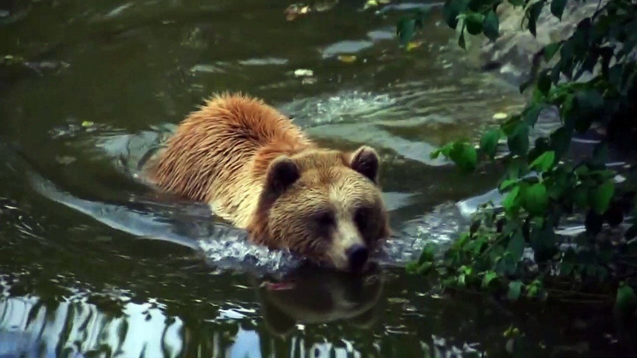 Bear Crossing Pond by Sweeming