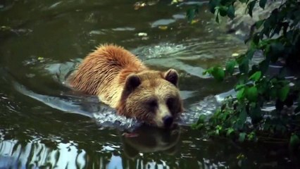 Bear Crossing Pond by Sweeming