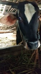 COW WANTS TO KISS ME