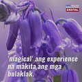 Isang bulaklak, dinarayo ng mga turista mula sa iba't ibang bansa | GMA News Feed