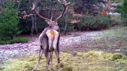 Aç kalan domuzlar, kızıl geyiğin yemek keyfini bozdu