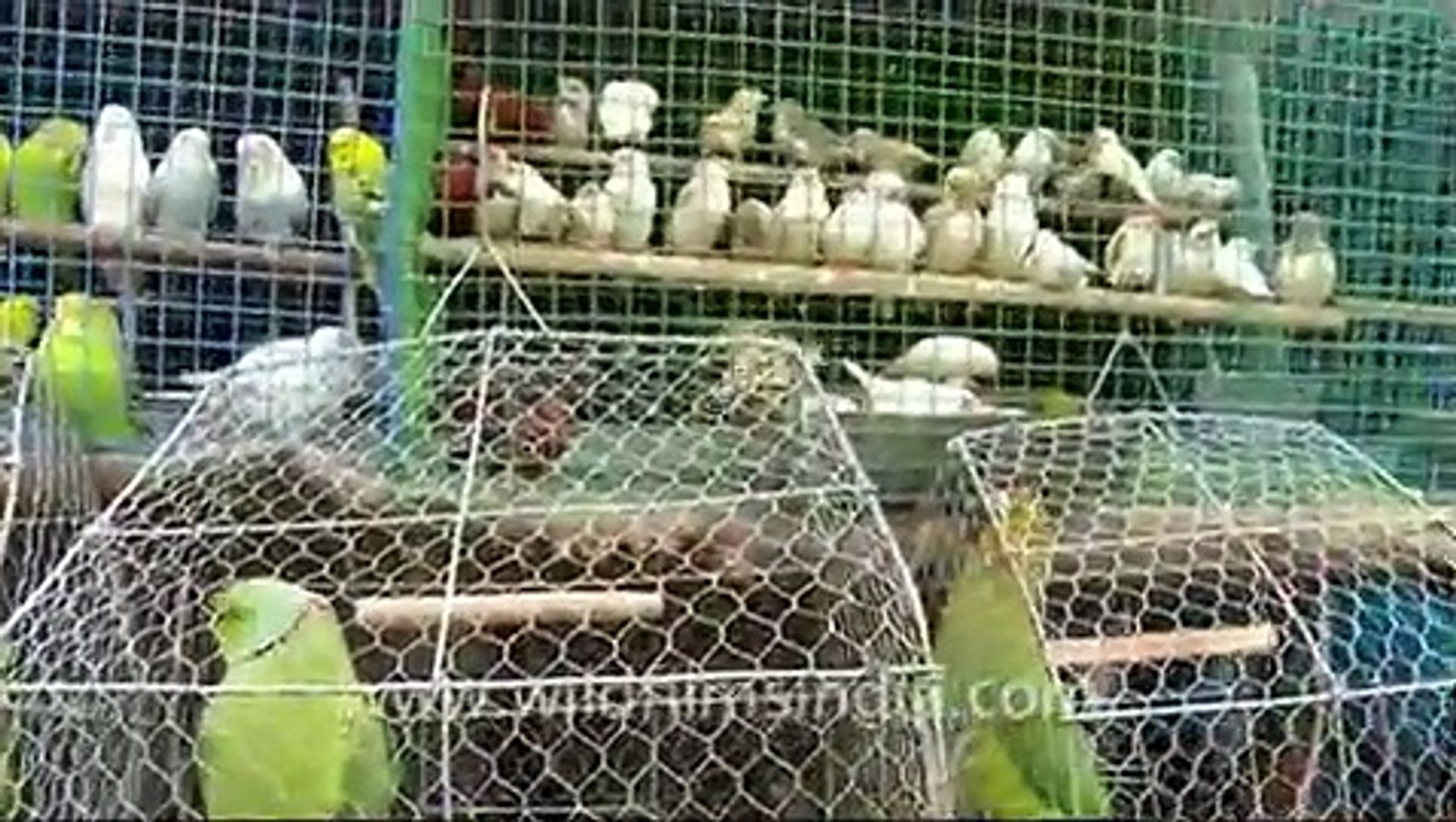 Bird Market at Sonepur, Bihar - video Dailymotion