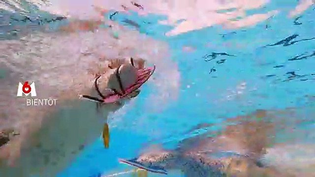 Pékin express : Duos de choc : La bande-annonce de la version spéciale célébrités