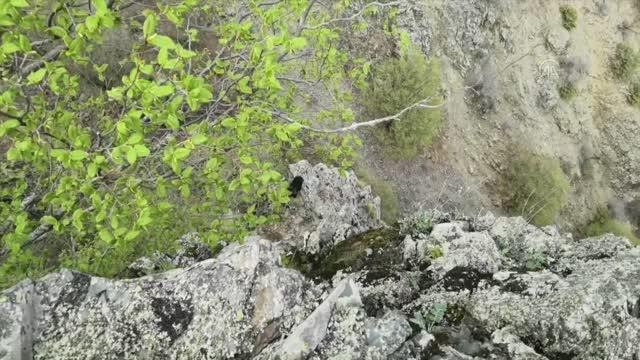 Kayalıklarda mahsur kalan keçi yavrusu 7 gün sonra kurtarıldı