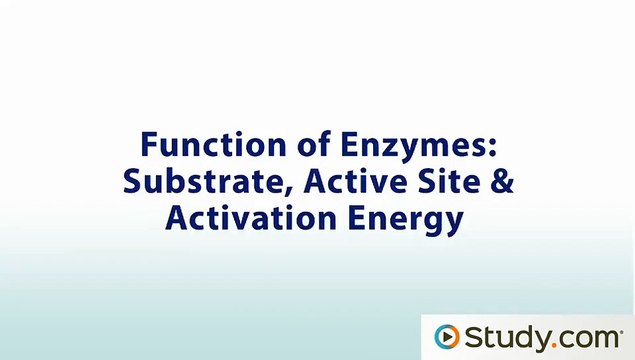 Function of Enzymes- Substrate, Active Site & Activation Energy - Video & Lesson Transcript - Study.com