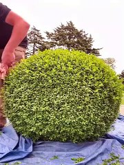 Very smart and creative Gardening Ideas