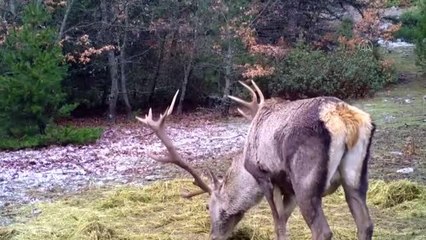 Yaban hayvanları foto kapanla görüntülendi