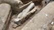 Notre-Dame de Paris : un mystérieux sarcophage en plomb bientôt ouvert