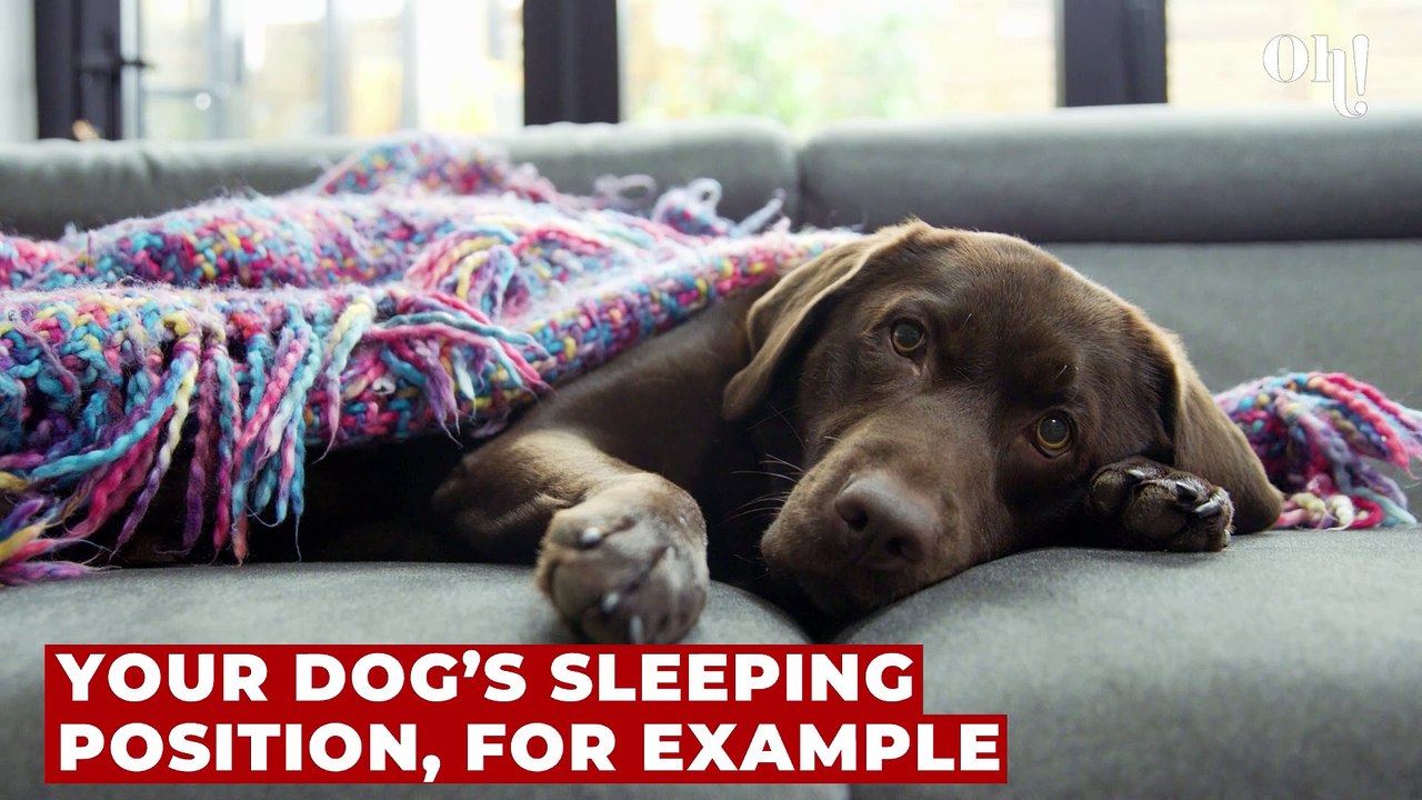 This is what your dog’s sleeping position reveals about their mood