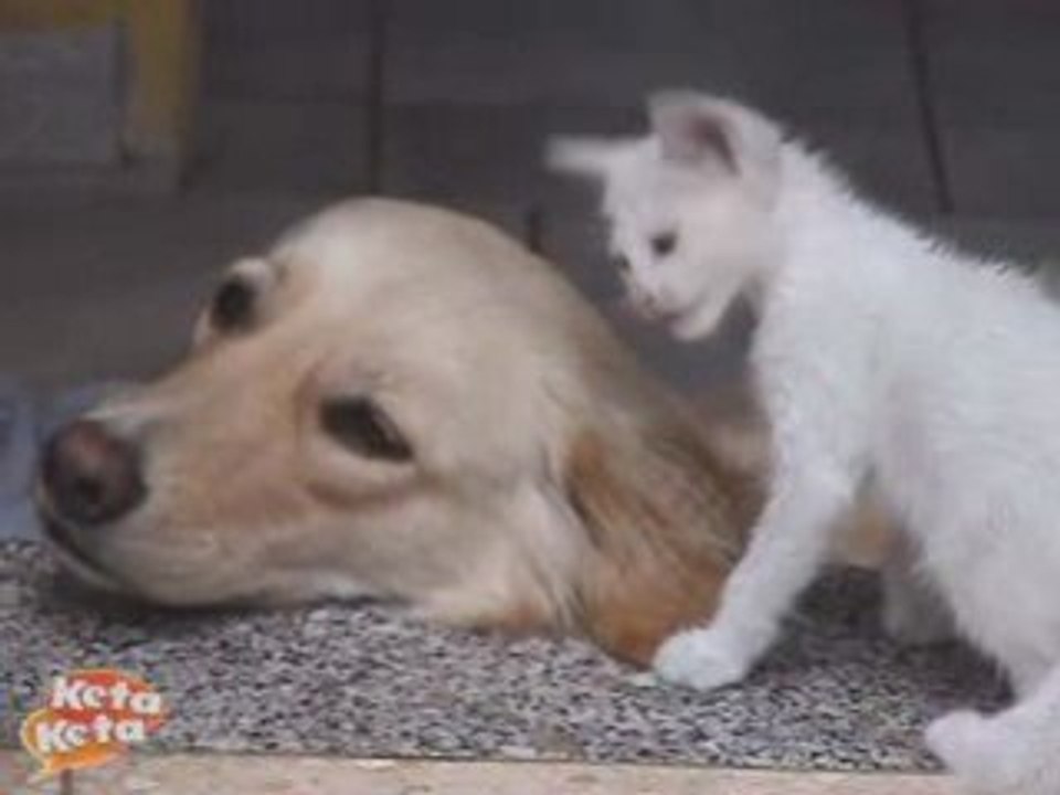 - CHATON -