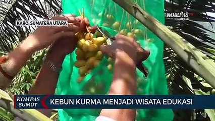Warga Karo Berhasil Budidaya Kurma