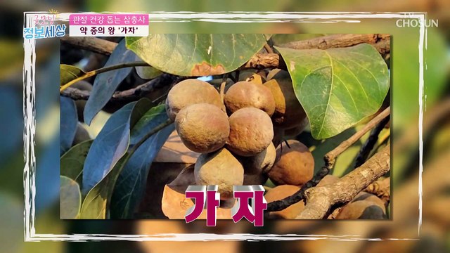 관절염 통증 환자의 통증을 30% 이상 감소시킨 효자템↗ TV CHOSUN 220415 방송