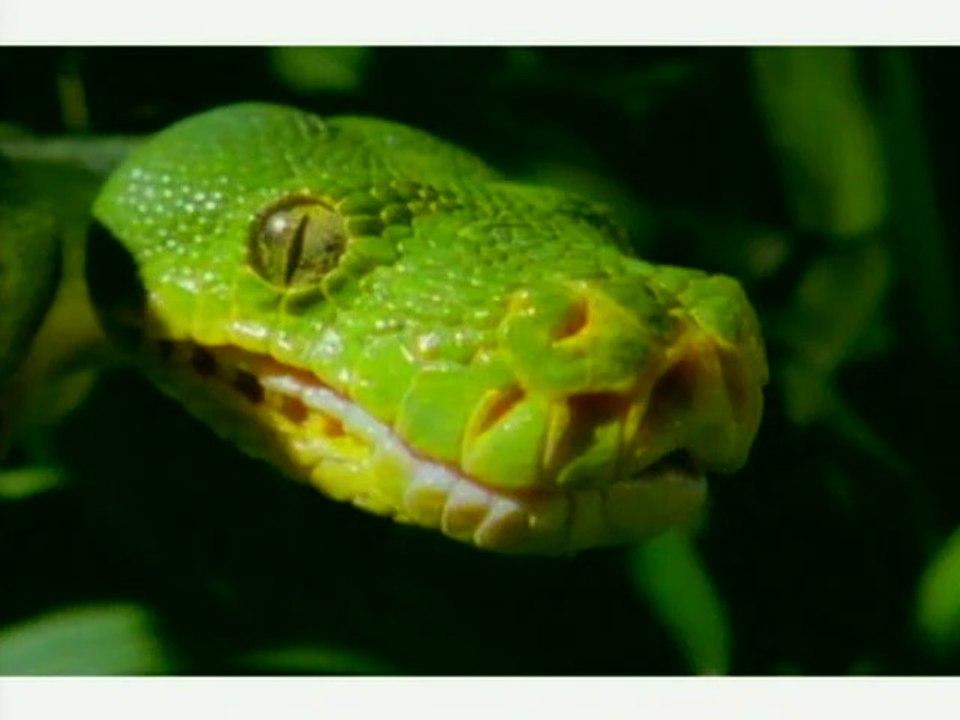 Coleção Planeta Vivo - Vol. 5: Os Predadores Solitários (legendado)