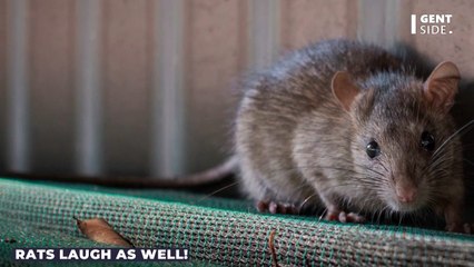 Rats and humans have this funny thing in common