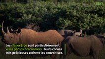Rhinocéros noirs : pourquoi le braconnage représente un tel danger ?