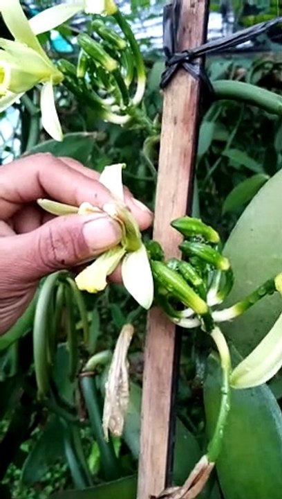 Polinasi part2