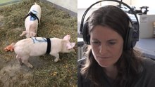 Dänische Studie: Schweine grunzen ihre Emotionen