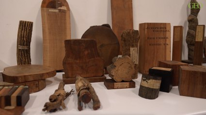 Arbres : à la découverte de la xylothèque du Muséum national d'histoire naturelle