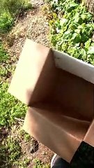 Mama Possum Got Stuck