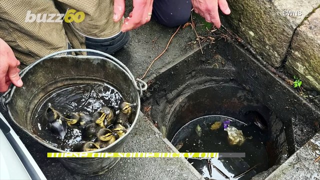 Lucky Ducks! Firefighters Rescue a Dozen Ducklings from Storm Drain