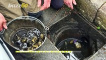 Lucky Ducks! Firefighters Rescue a Dozen Ducklings from Storm Drain