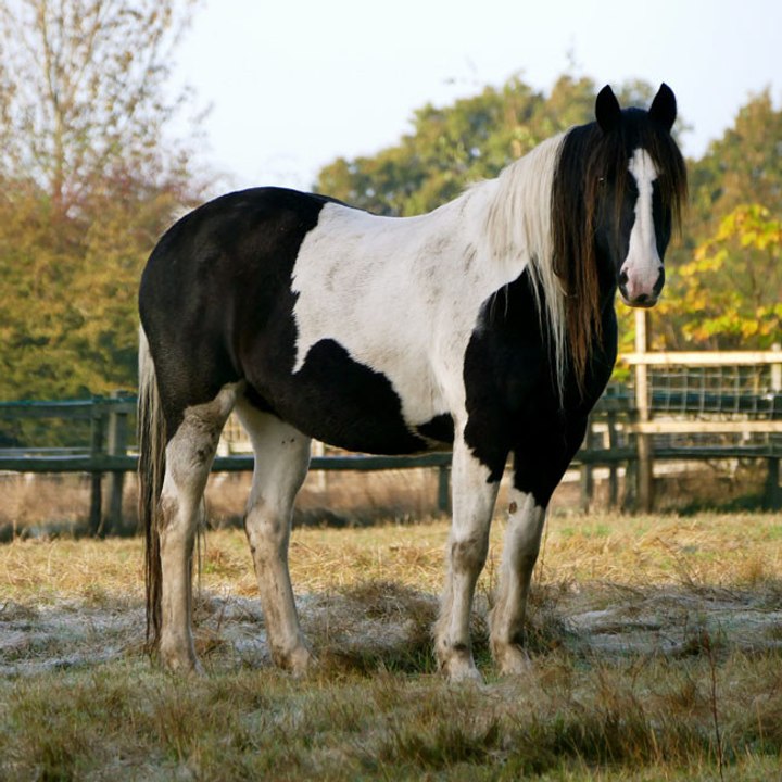 Fluoreszierende Halsbänder für Ponys