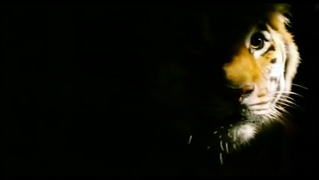 Dans l'oeil du tigre Bande-annonce VO