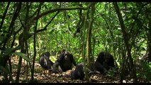 Chimpanzés Bande-annonce VO