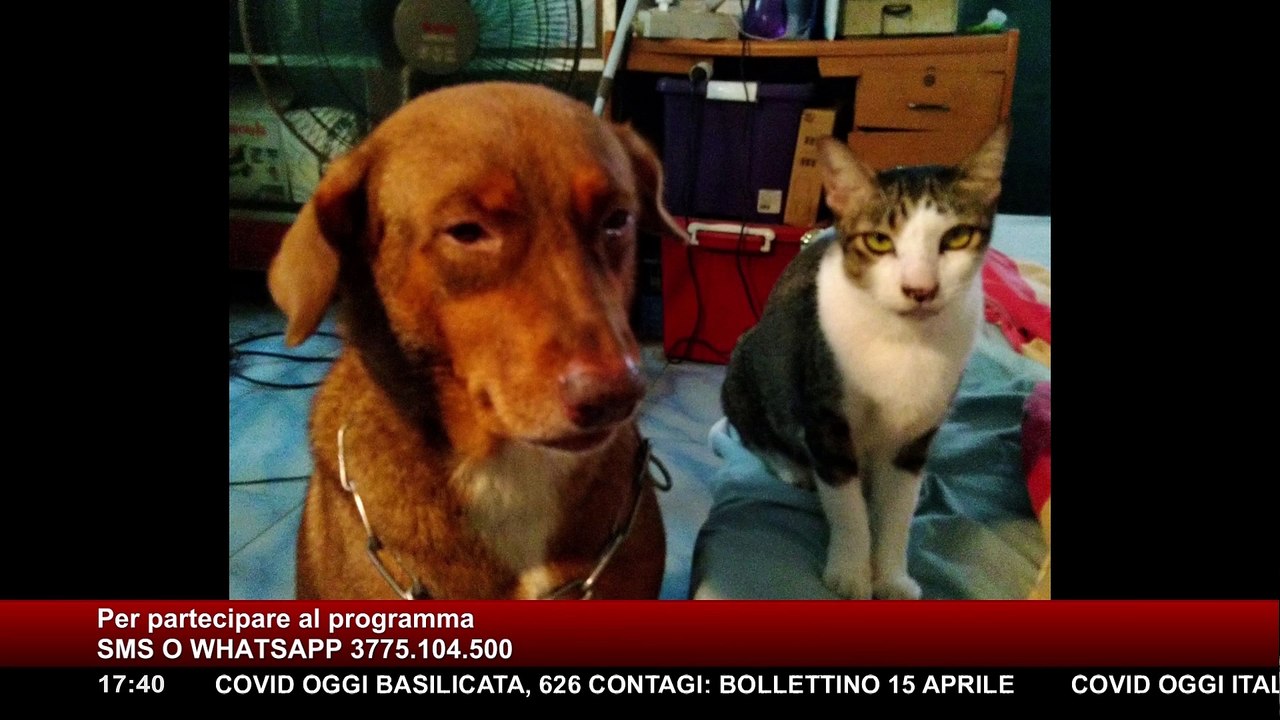 Primavera, "gli step fondamentali per i nostri amici animali domestici" ▷ I consigli del veterinario | Bau Miao 1° puntata