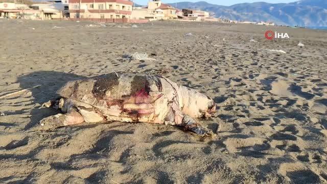 Hatay sahilinde ölü caretta caretta bulundu