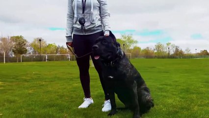 The Most Banned Dog Breeds In The World