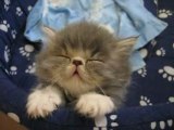 - CHATON ENDORMI -