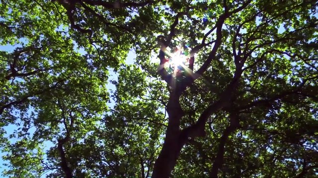 Serge Pey et la boîte aux lettres du cimetière Bande-annonce VF
