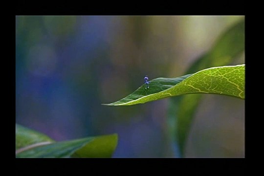 1001 Pattes Bande-annonce VO