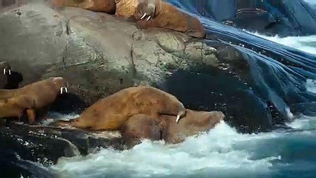 Arctique Bande-annonce VO