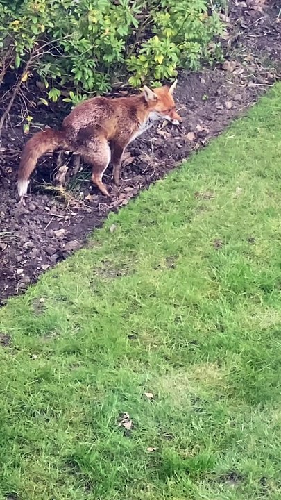 Fox Does Its Business in the Backyard