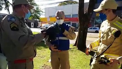 Ave em extinção bate contra vidro e fica ferida; populares resgataram e acionaram Bombeiros