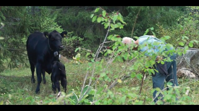 Animal EXTRAIT VO Les vaches