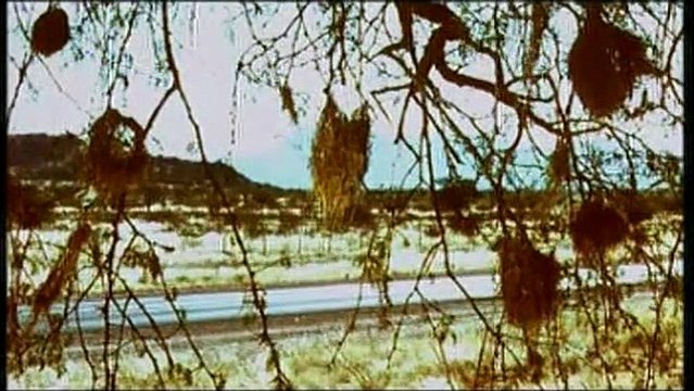 Arbres Bande-annonce VF