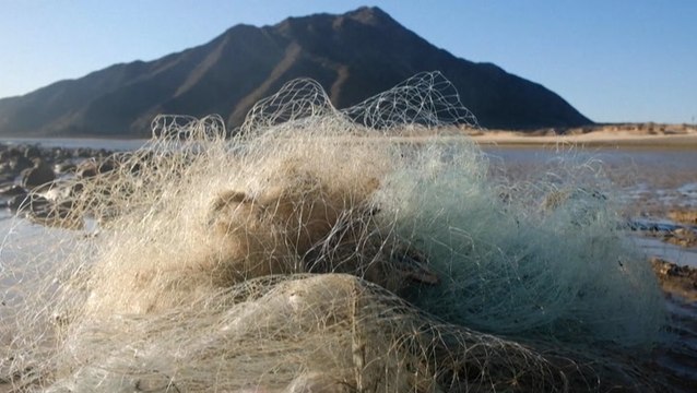 Conservationists and Mexican navy try to save endangered vaquita porpoises