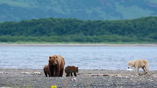 Grizzly - EXTRAIT VF Sky protège ses oursons